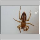 Clubiona comta - Sackspinne 01a 6mm.jpg